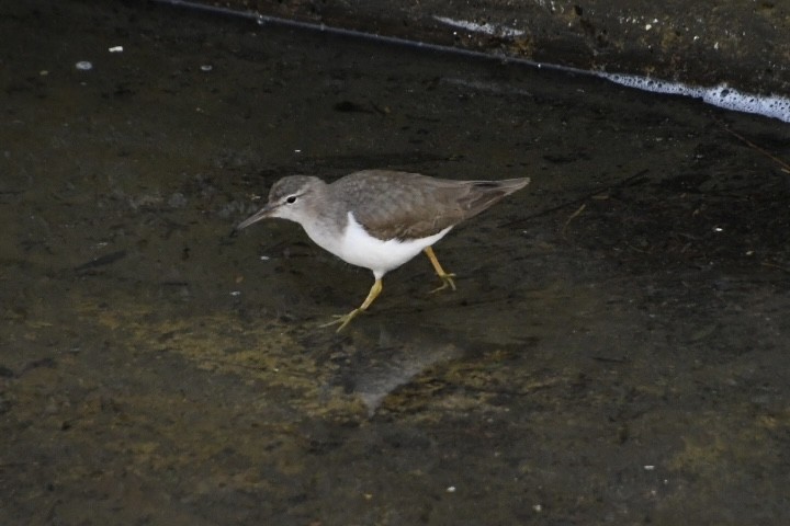 Spotted Sandpiper - ML542206161