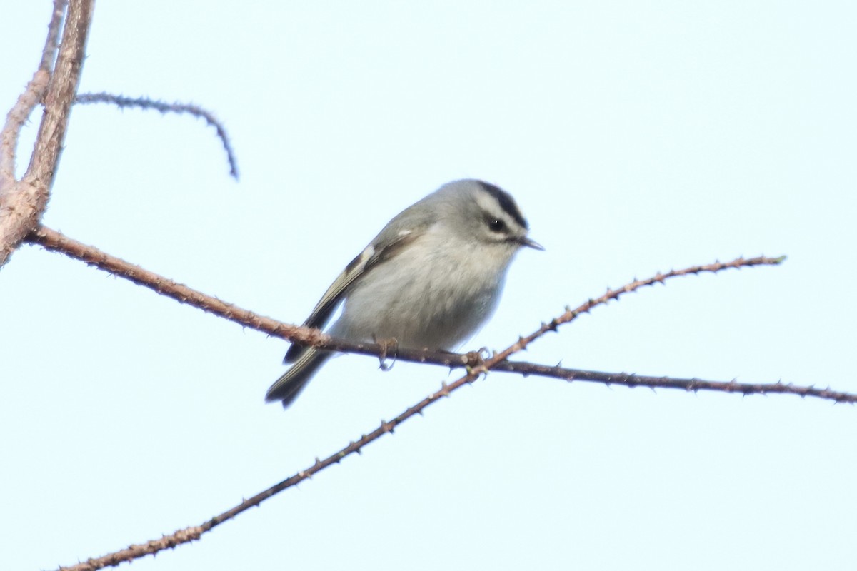 Golden-crowned Kinglet - Jin Bai