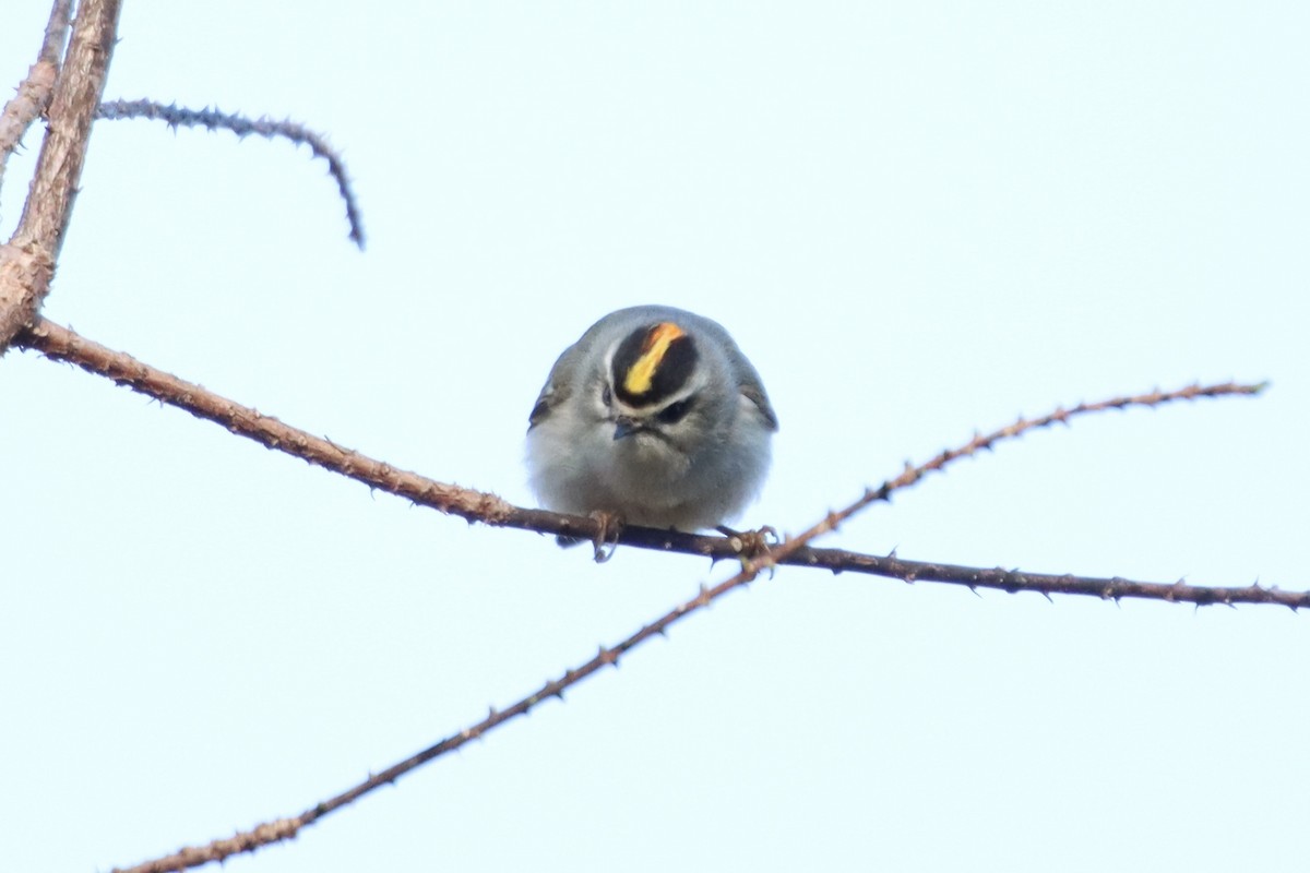 Golden-crowned Kinglet - Jin Bai