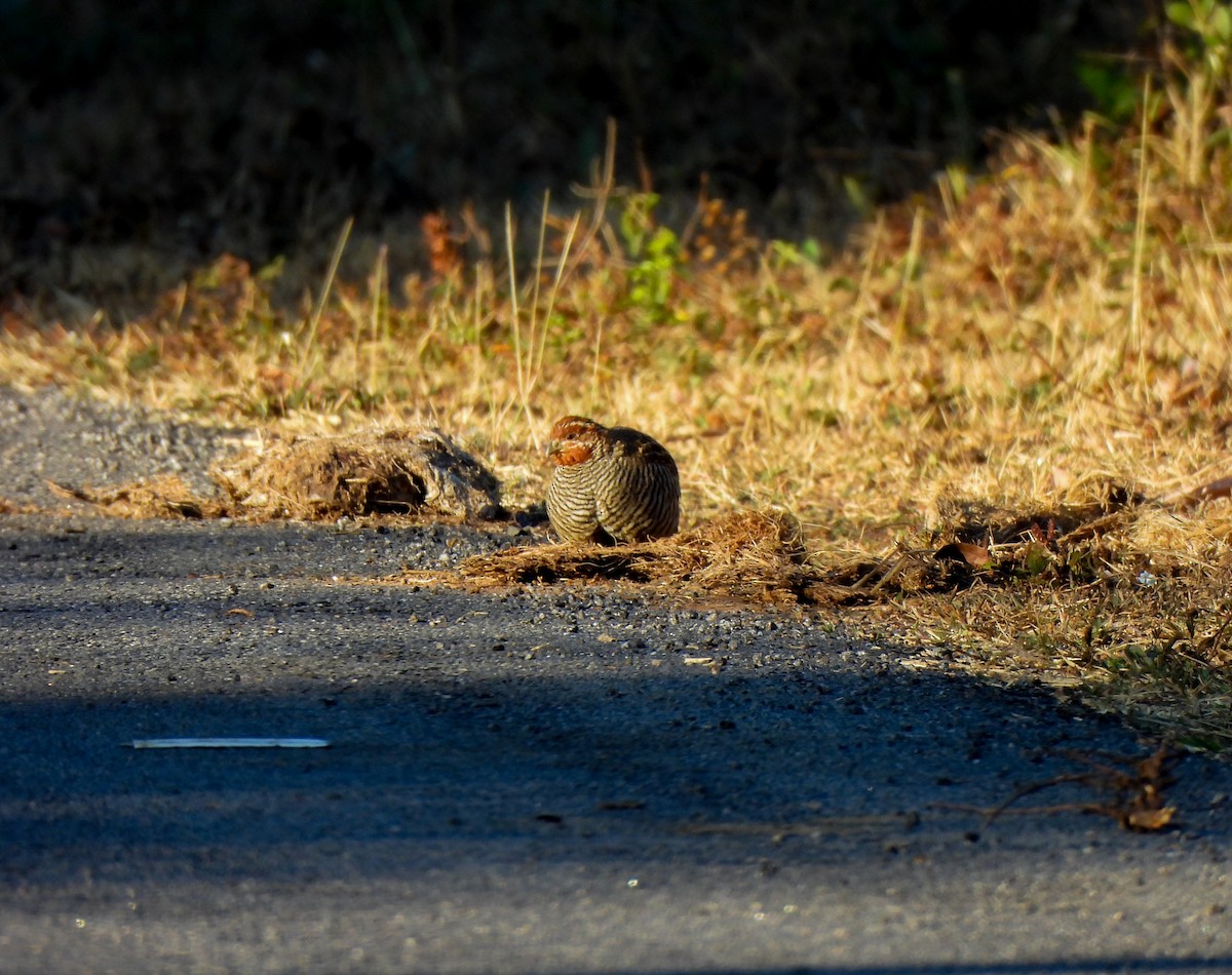 Jungle Bush-Quail - Shree Raksha