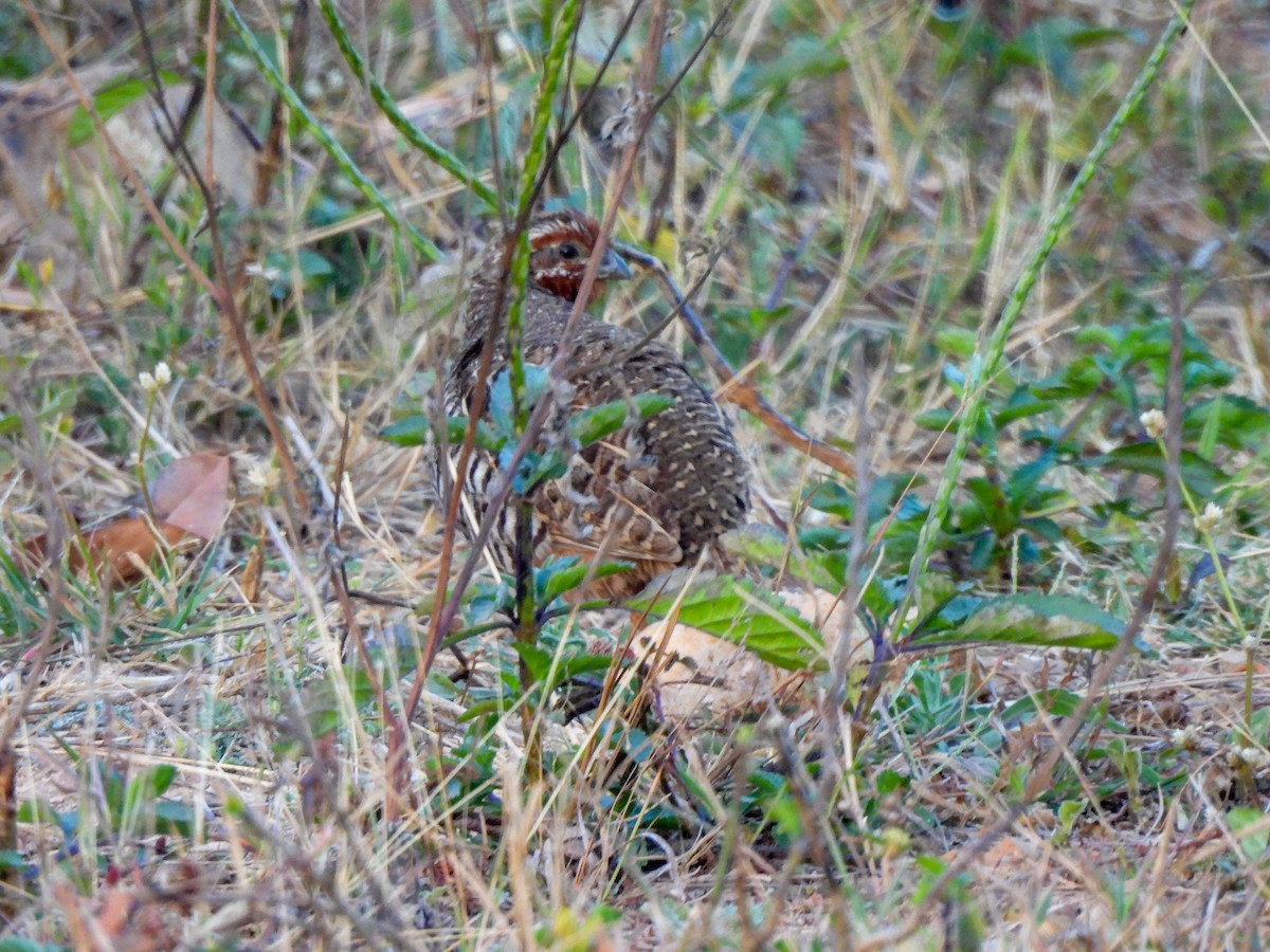 Jungle Bush-Quail - Shree Raksha