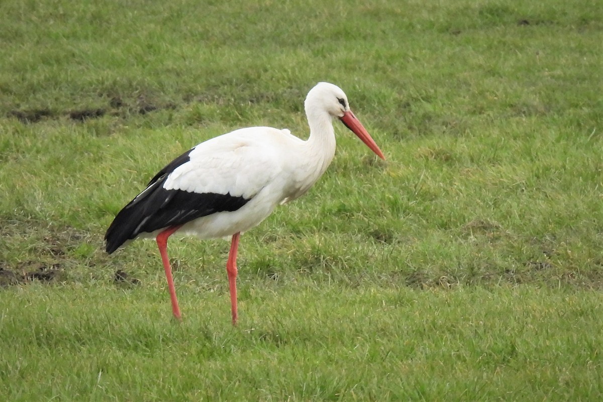 White Stork - Joren van Schie