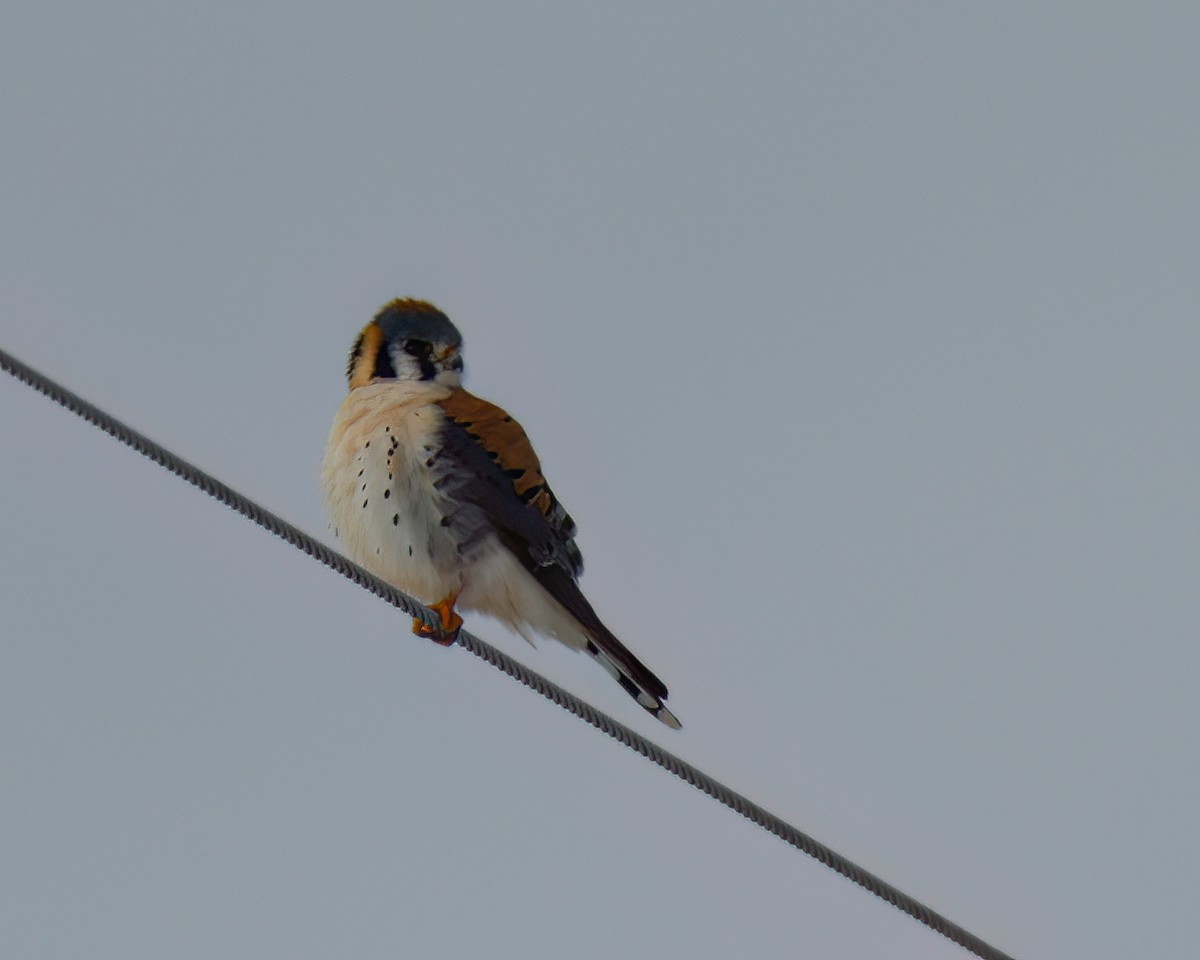 American Kestrel - ML542206811