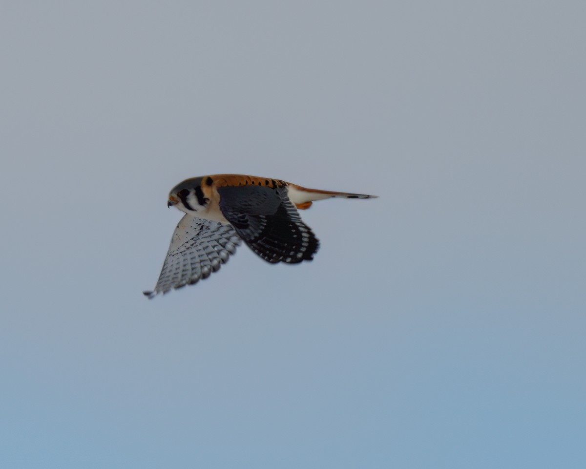 American Kestrel - ML542206821