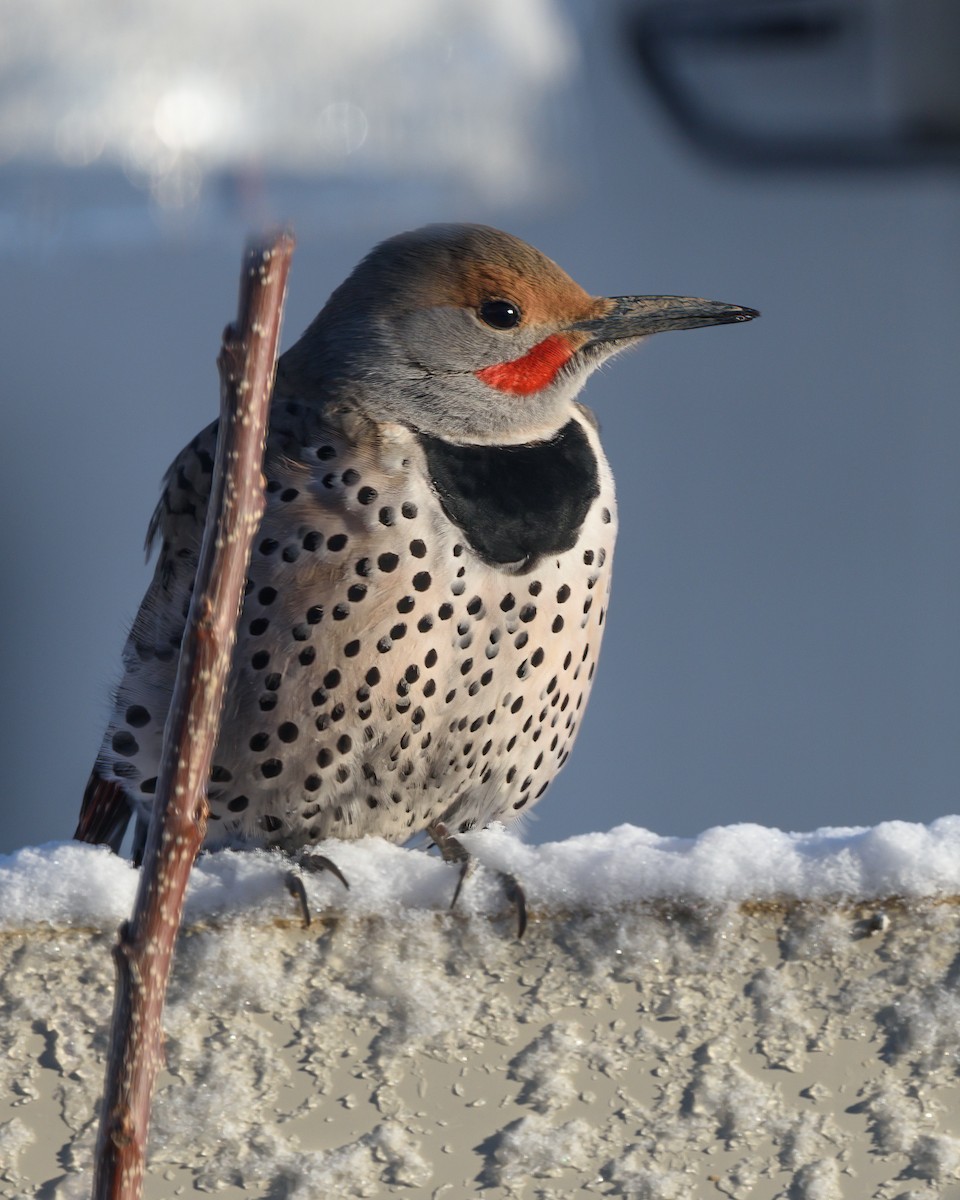 Northern Flicker - ML542206961