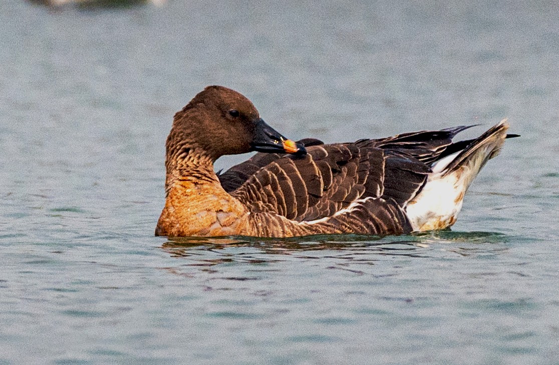 Tundra Bean-Goose - Sourav Halder