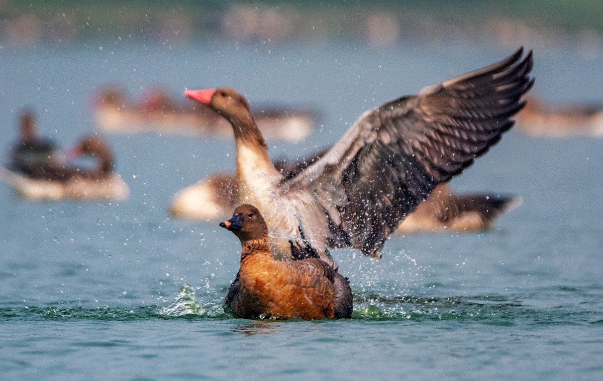 Tundra Bean-Goose - ML542207201