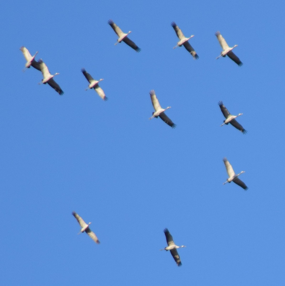 Common Crane - Rubén Blázquez Comisaña