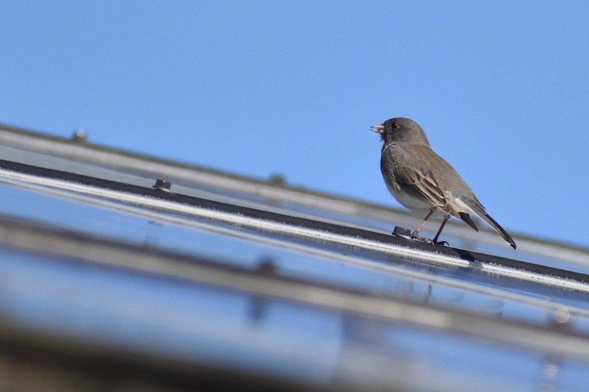 Dark-eyed Junco - ML542209111