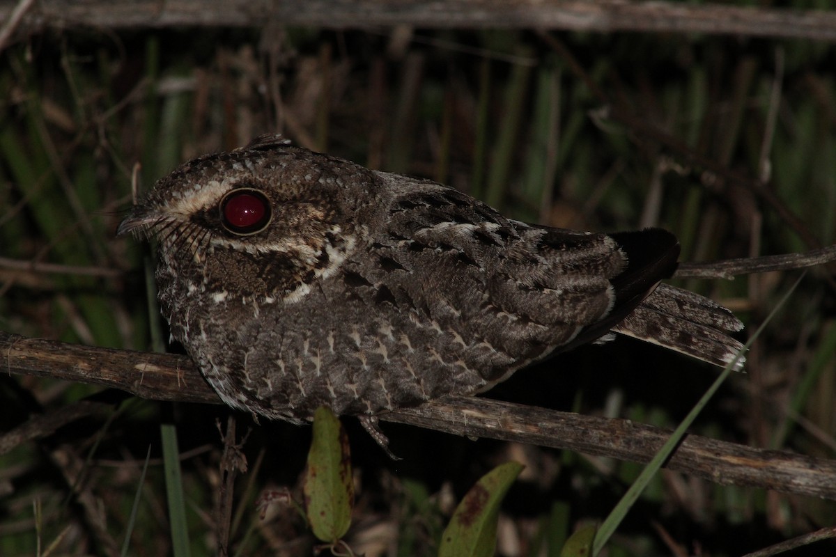 Sickle-winged Nightjar - ML542209501