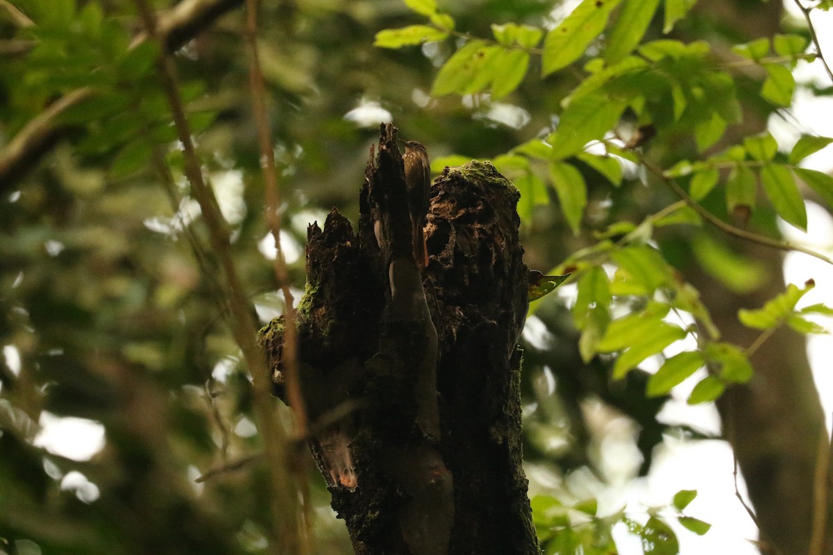 Long-tailed Woodcreeper - ML542209701