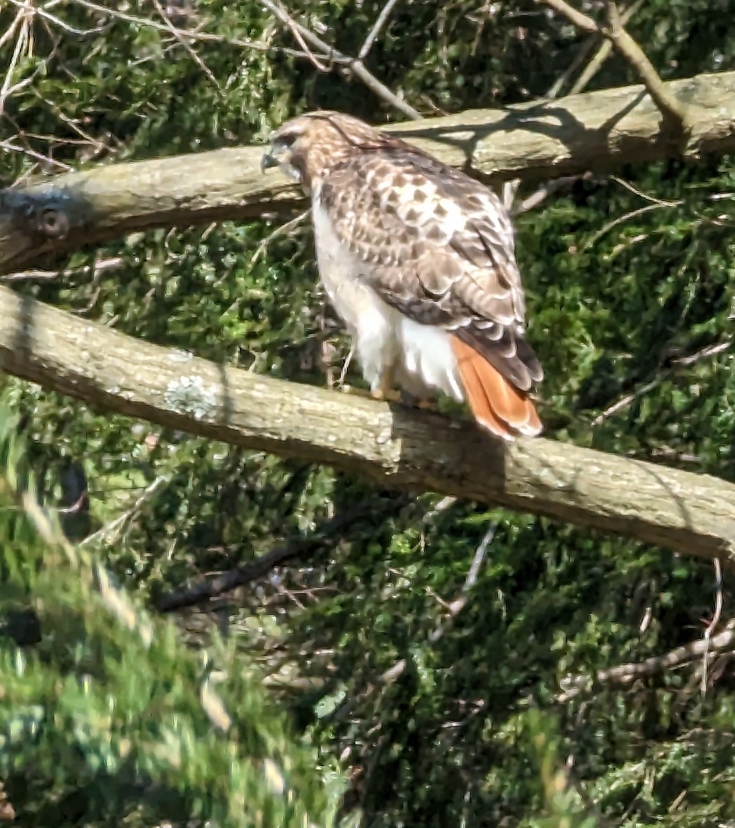 Red-tailed Hawk - ML542210551