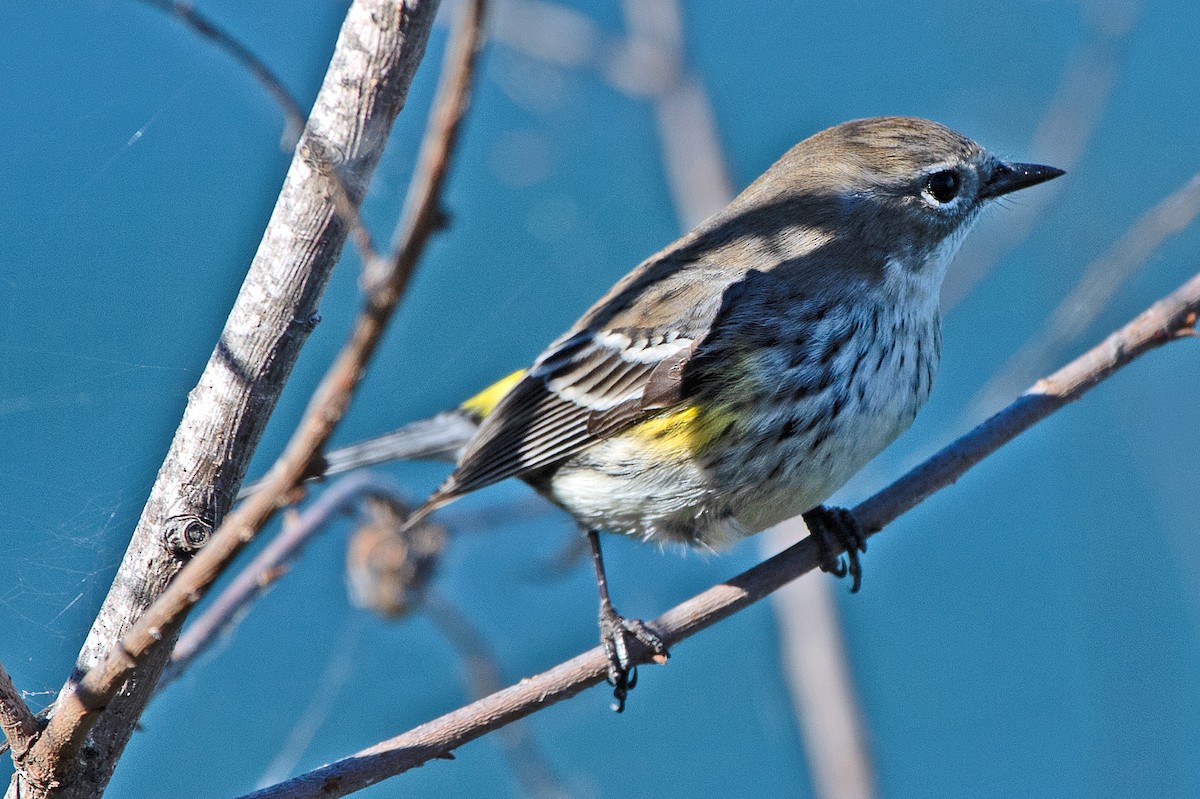 Yellow-rumped Warbler - ML542210991