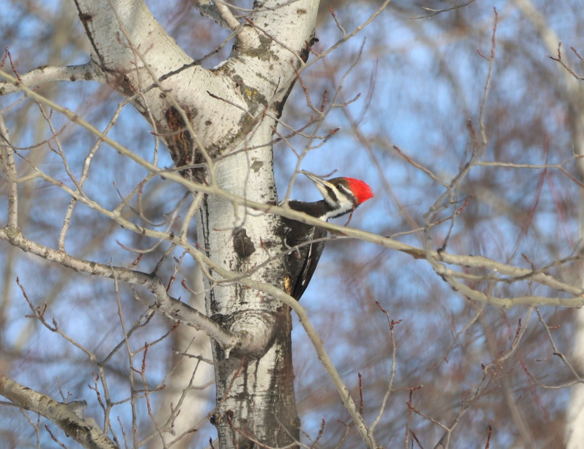 Pileated Woodpecker - ML542211421