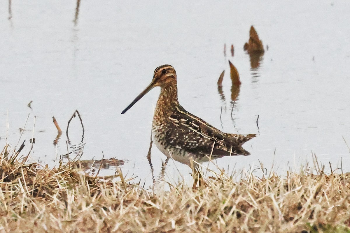 Wilson's Snipe - Piming Kuo