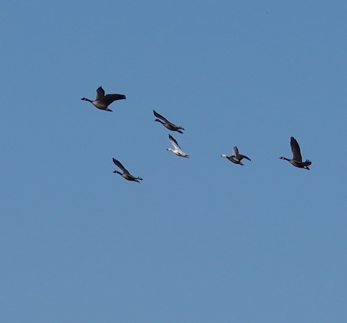 Snow Goose - ML542211871