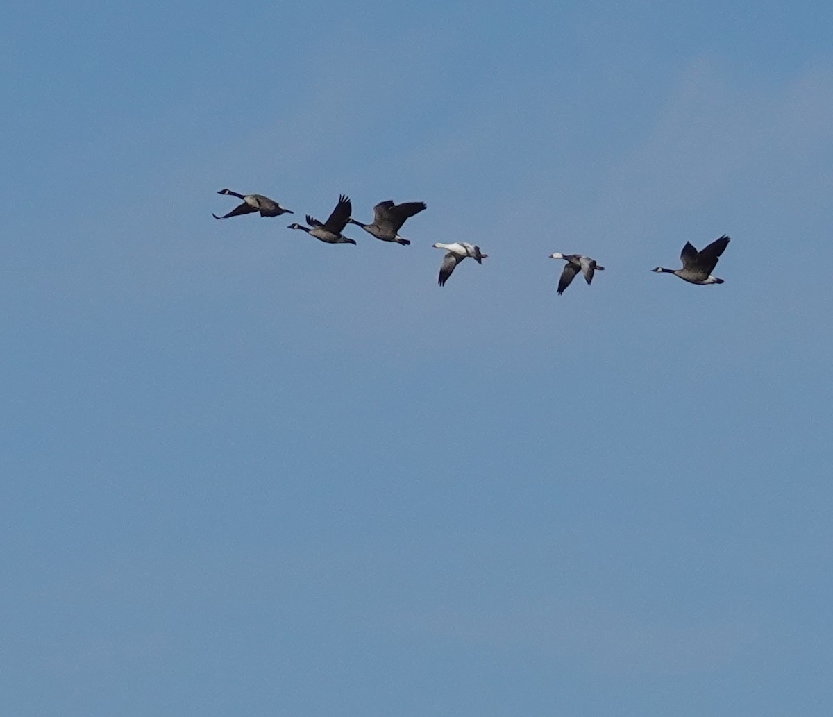 Snow Goose - ML542211881