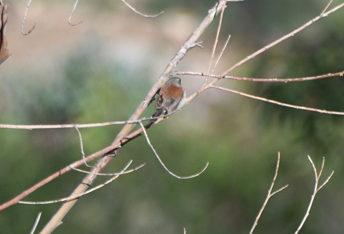 Rufous-backed Inca-Finch - Paul Vandenbussche