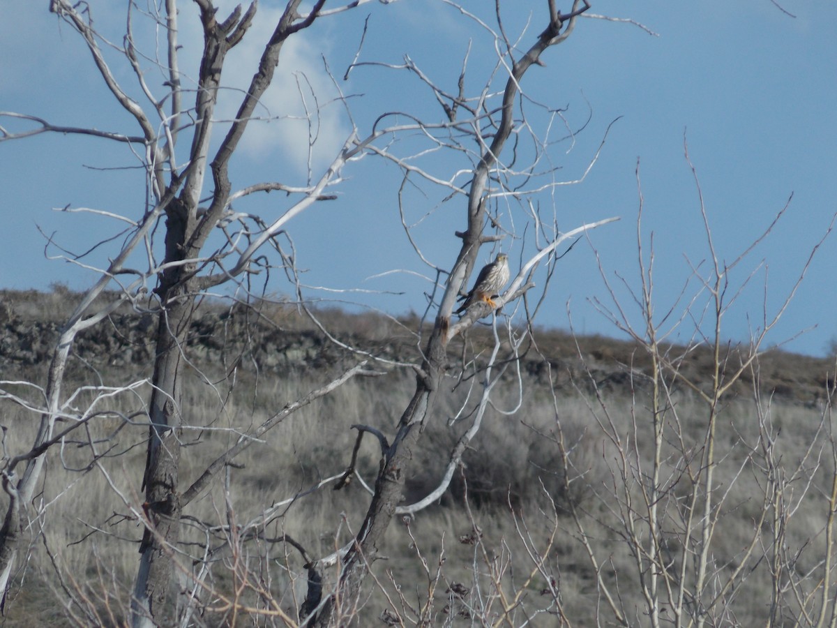 Merlin (Prairie) - Shey Claflin