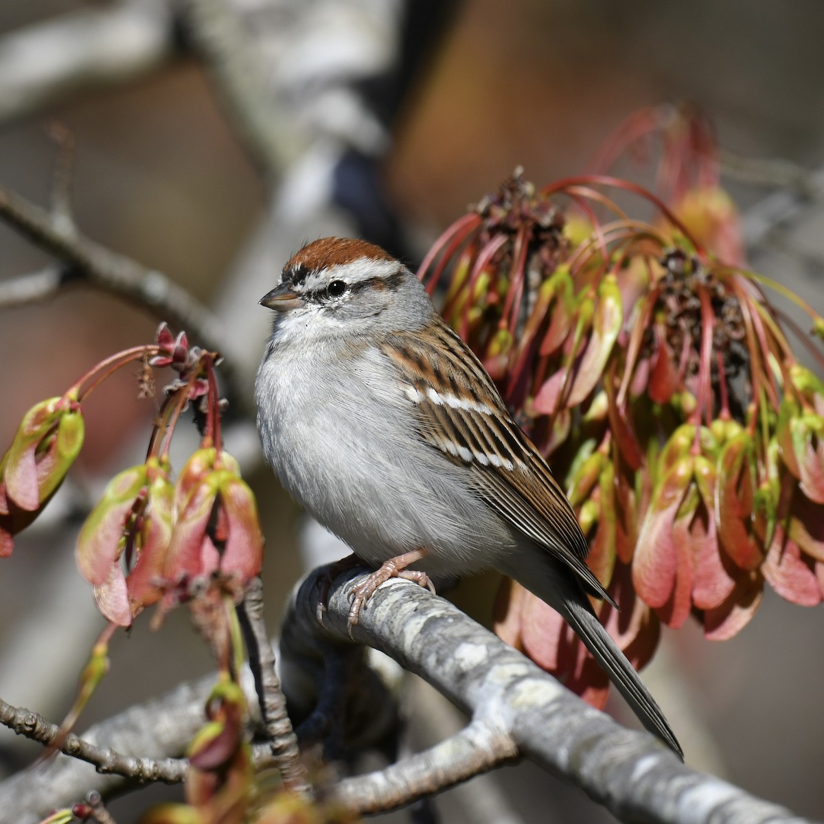 Chipping Sparrow - ML542213201