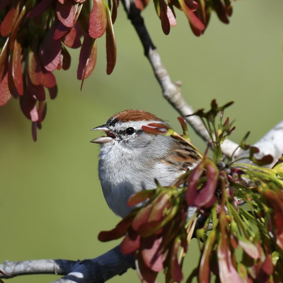 Chipping Sparrow - Paul Nielson