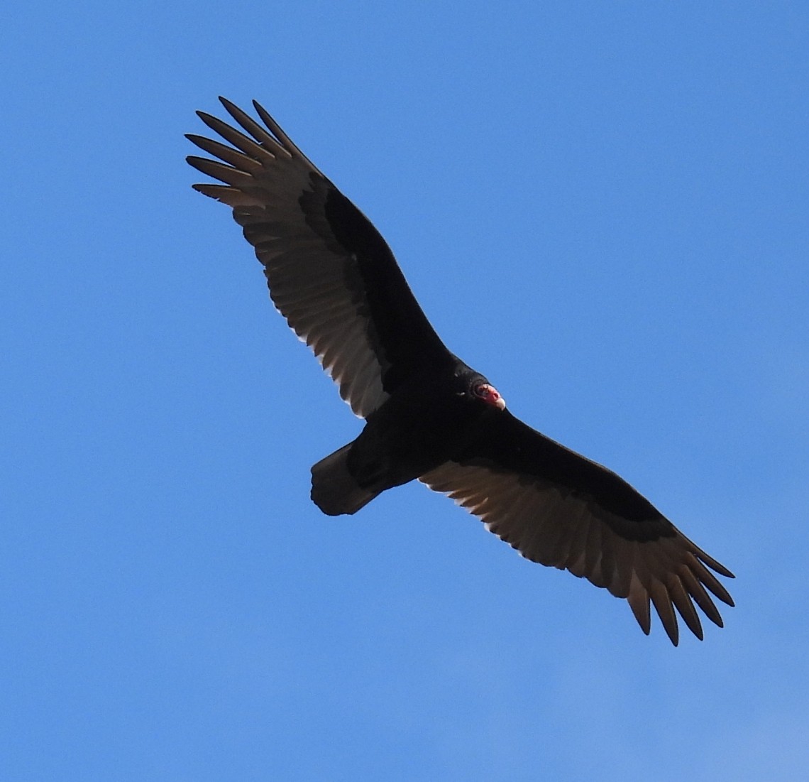 Turkey Vulture - Brian Tinker
