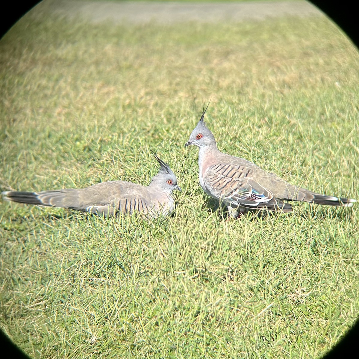 Crested Pigeon - Darren Hasegawa