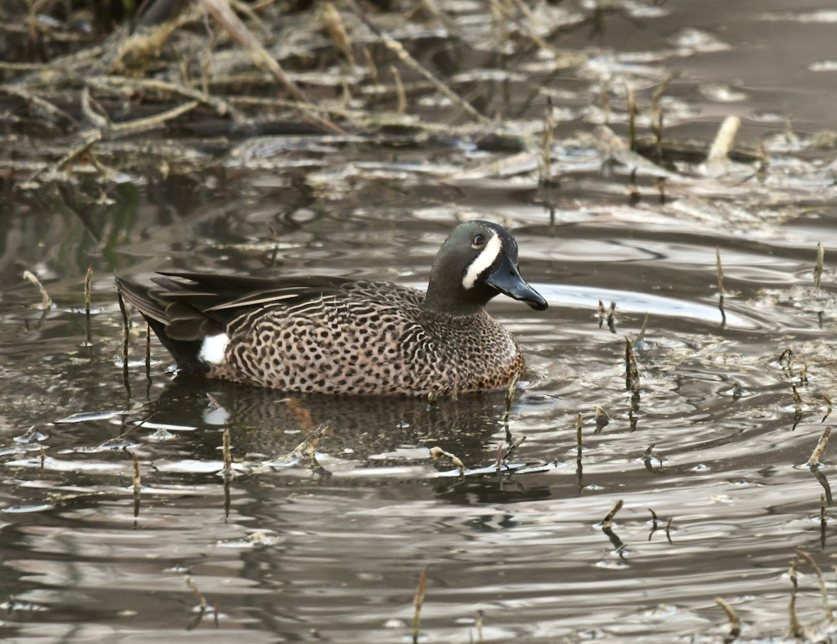 Blue-winged Teal - ML542214561