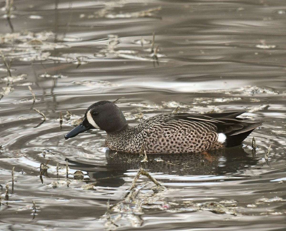 Blue-winged Teal - ML542215141