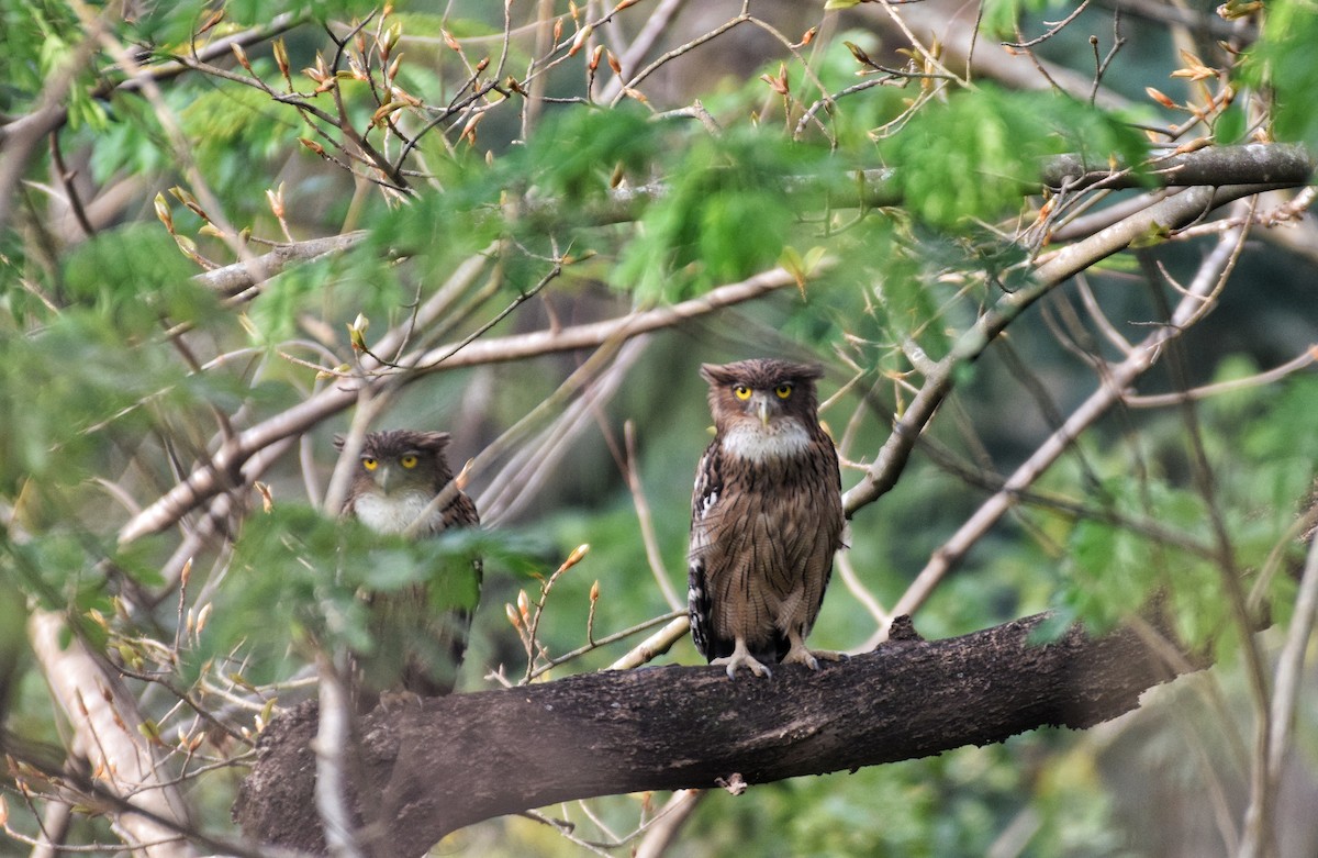 Brown Fish-Owl - Noyel Mahendra