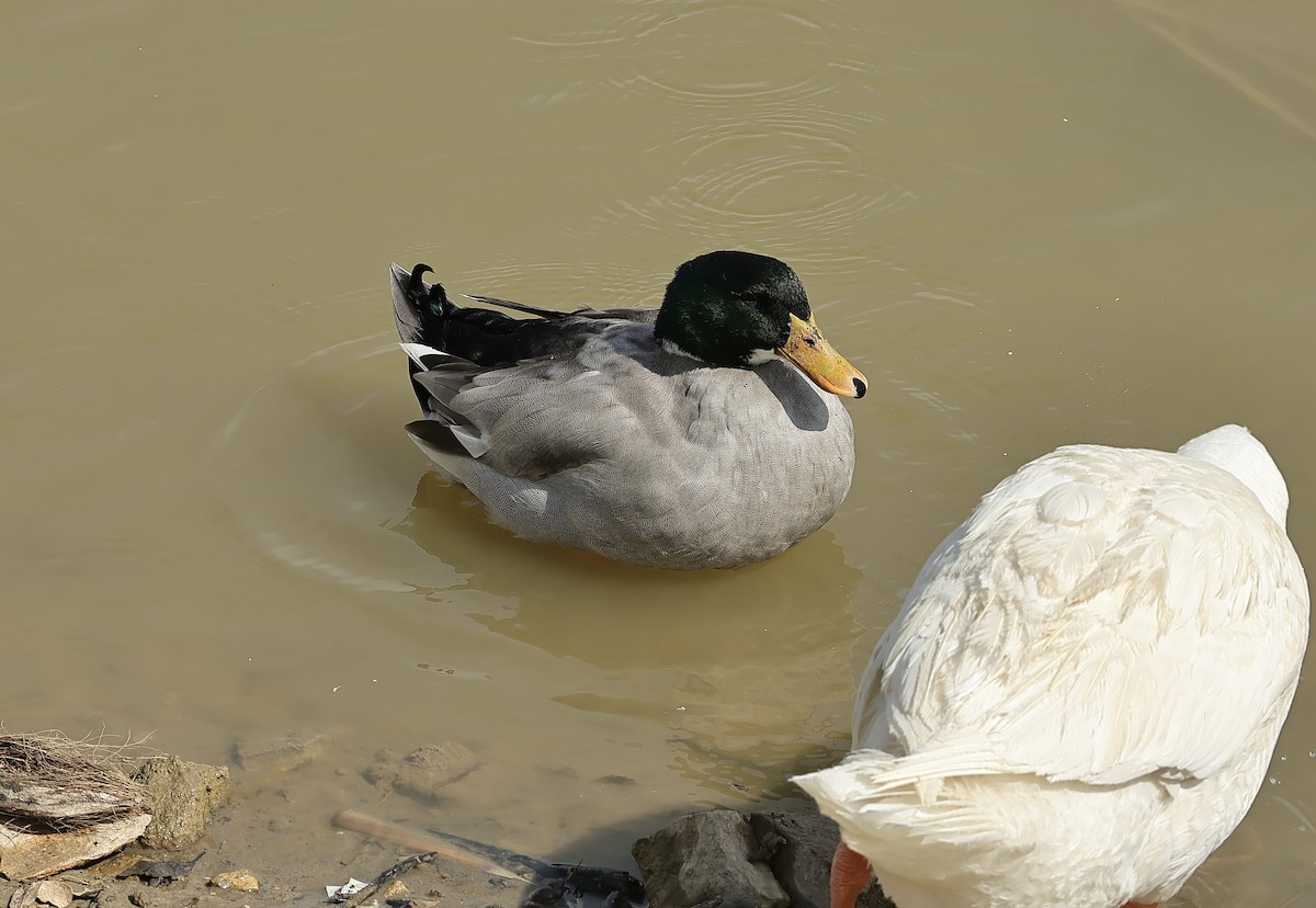 Mallard (Domestic type) - ML542215851