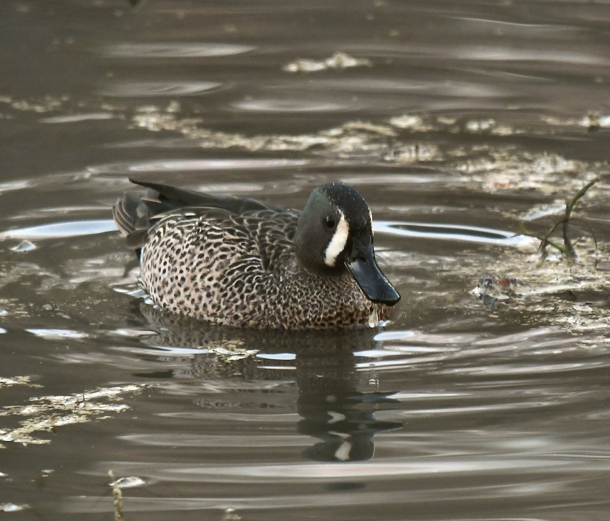Blue-winged Teal - ML542215891