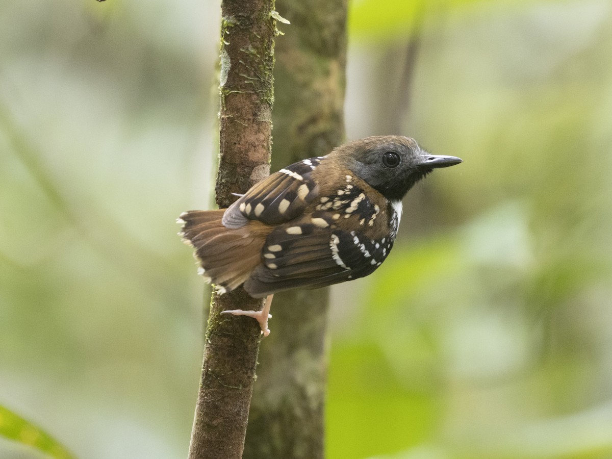 Spot-backed Antbird - Silvia Faustino Linhares