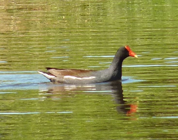 Common Gallinule - Bill Pranty