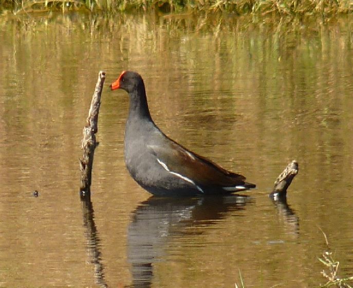 Common Gallinule - Bill Pranty