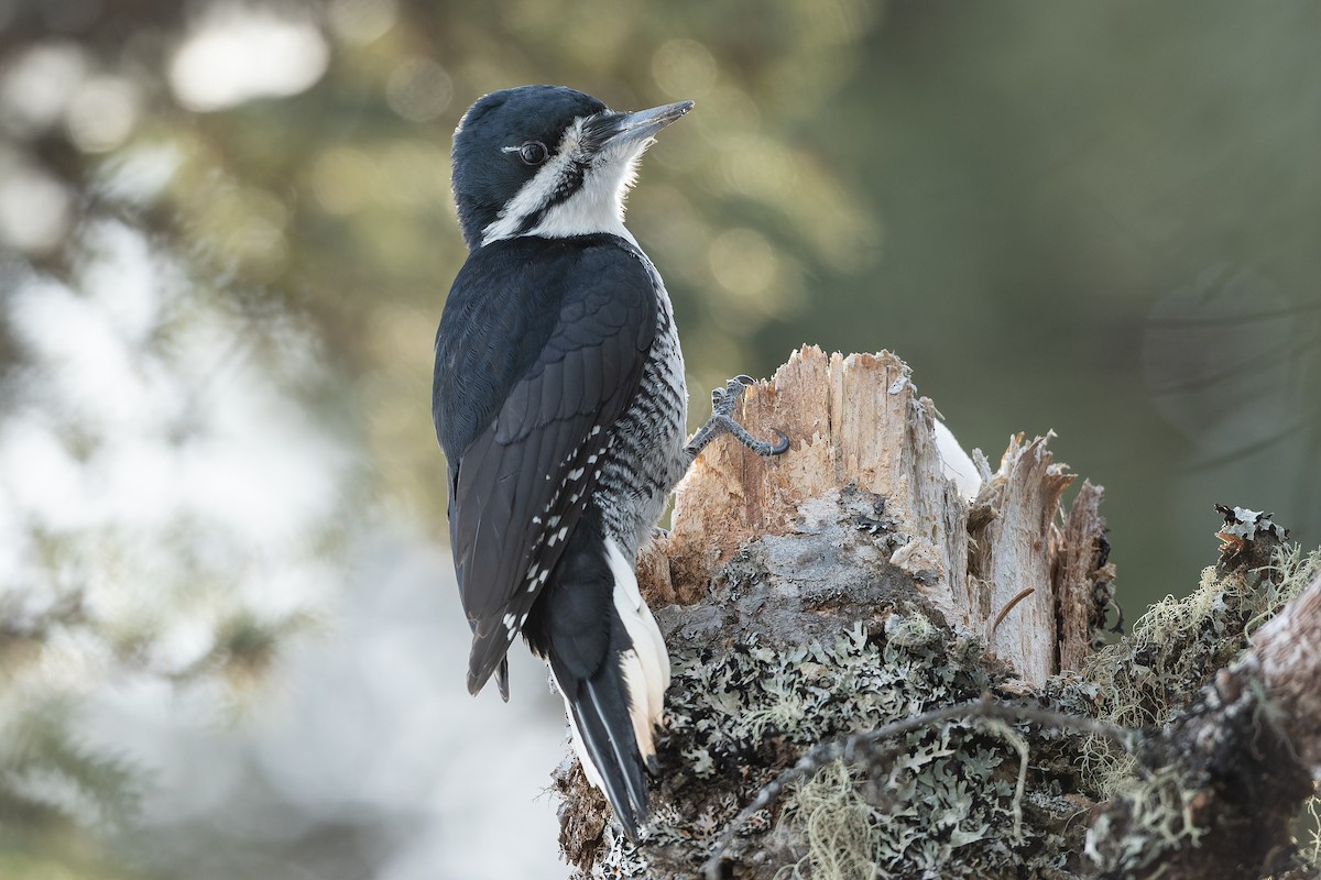 Black-backed Woodpecker - ML542218901