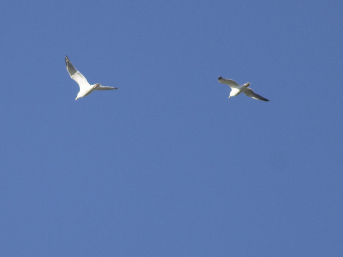 Herring Gull - ML542219801