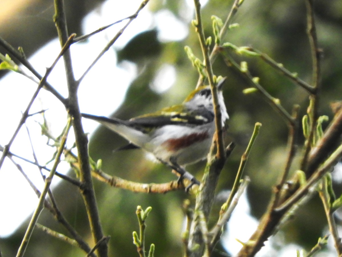 Chestnut-sided Warbler - ML542220121