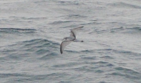 Antarctic Prion - ML542222051