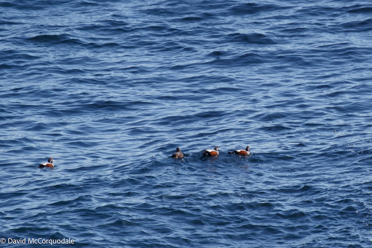 Harlequin Duck - ML542222061