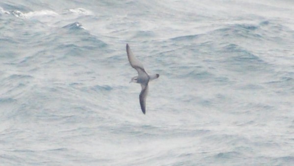 Antarctic Prion - ML542222081