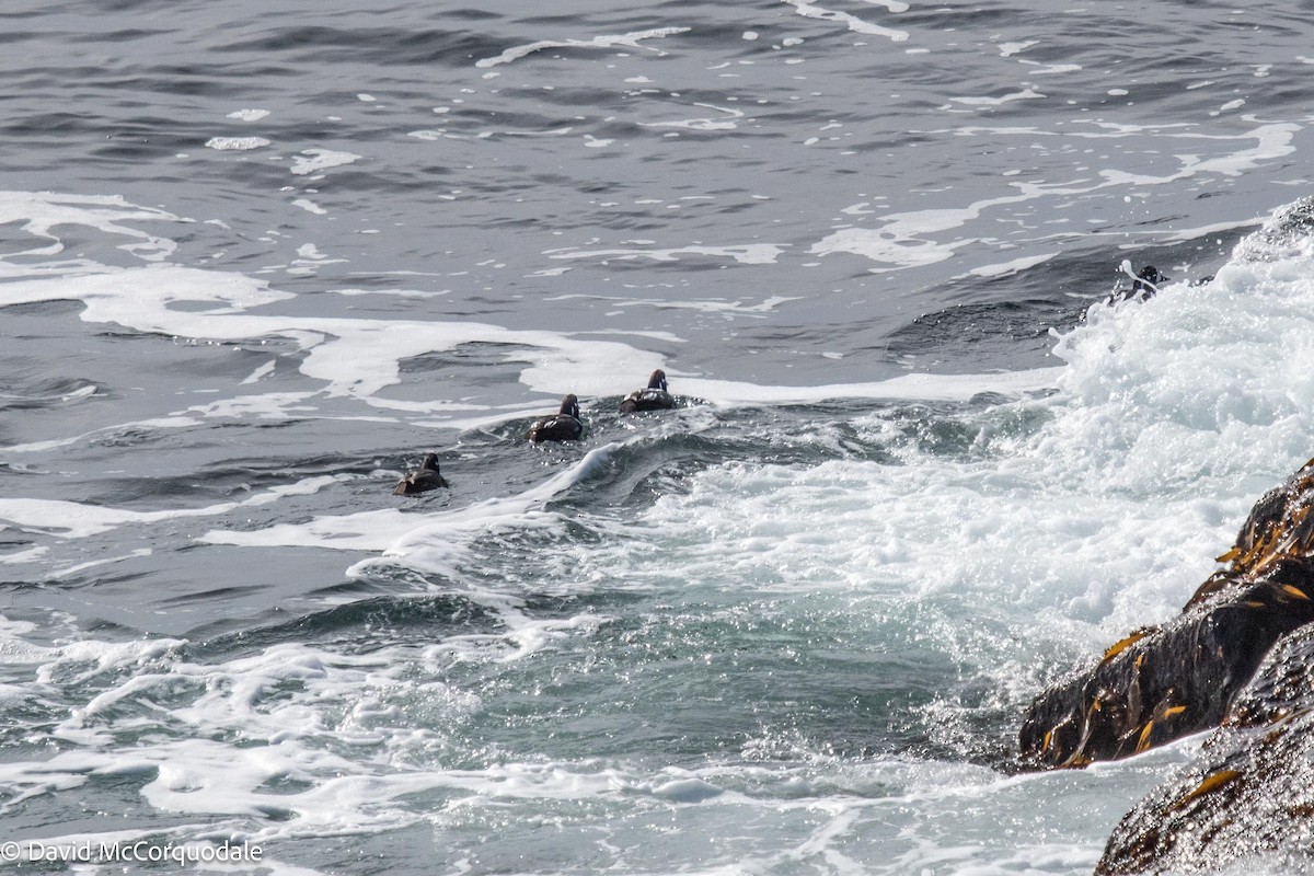 Harlequin Duck - ML542222091