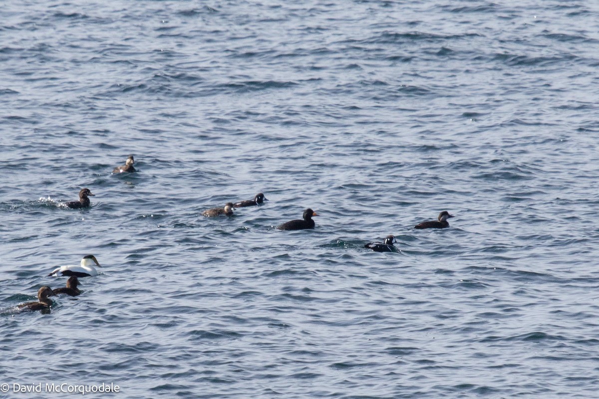 Harlequin Duck - ML542222101