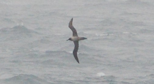 Light-mantled Albatross - ML542223121