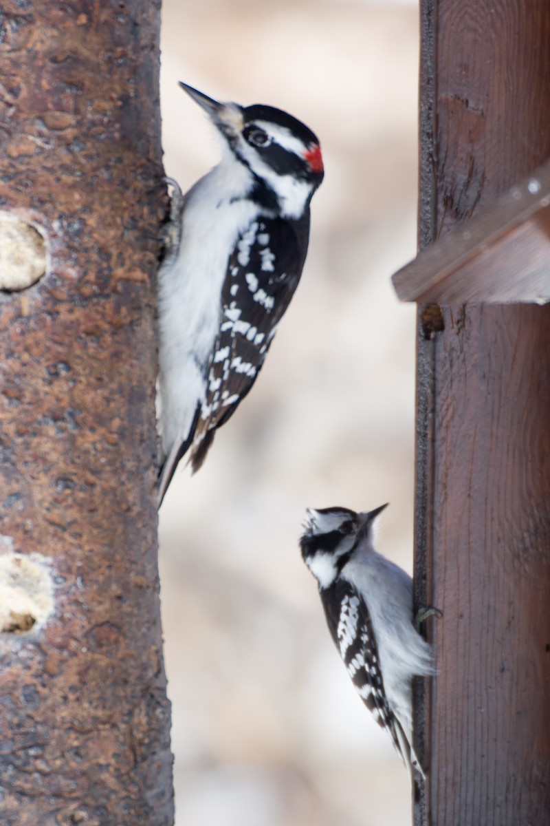 Downy Woodpecker - ML54222431