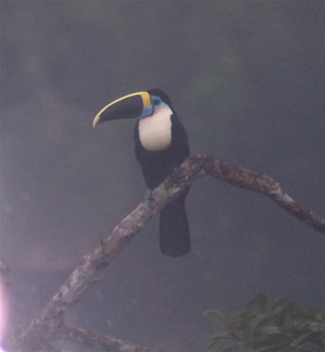 White-throated Toucan - Pauline Banducci