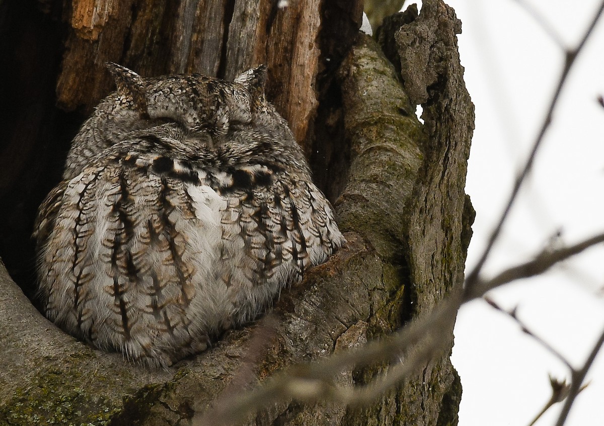 Eastern Screech-Owl - ML542224591