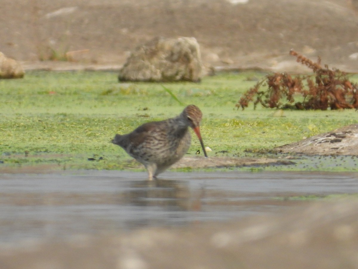 Common Redshank - ML542224631