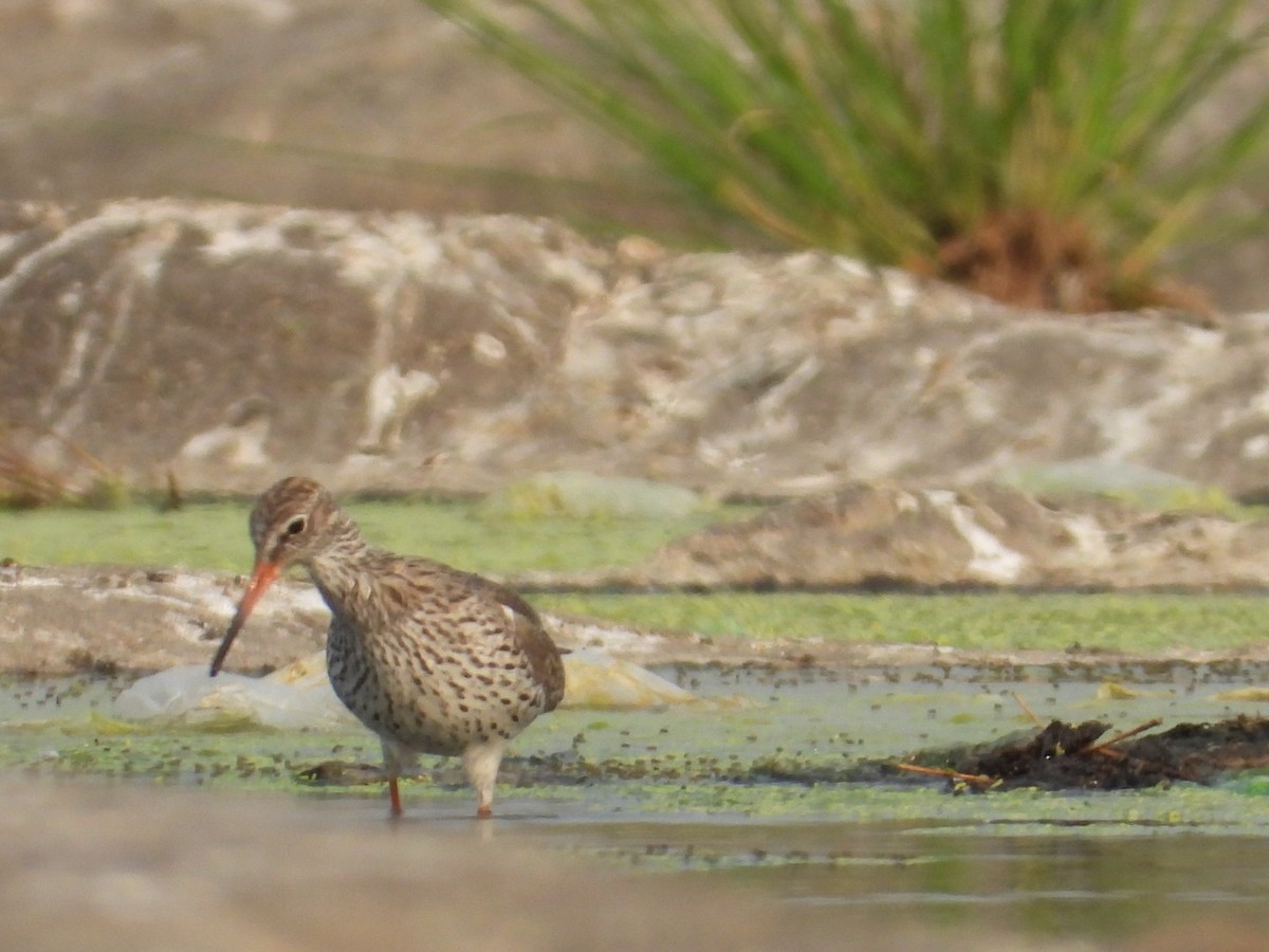 Common Redshank - ML542224641