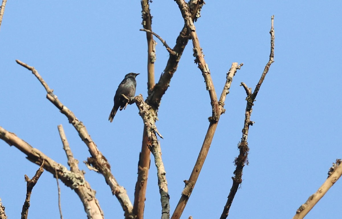 Stuhlmann's Starling - ML542225541